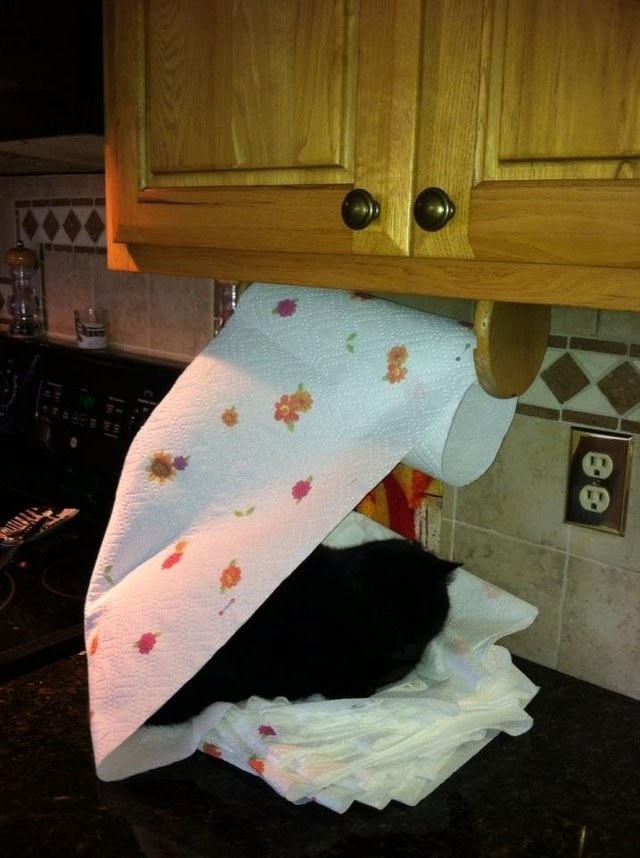 Kucing Yang Bikin Gemes